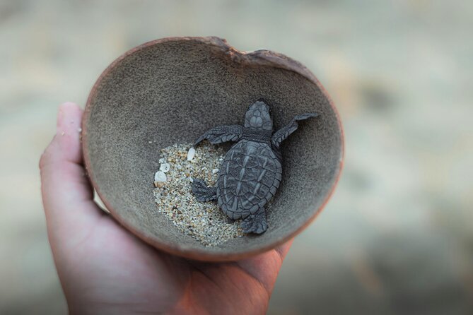 Bali Horse Riding and Turtle Release at Saba Beach - Tegenungan Waterfall for the final stop