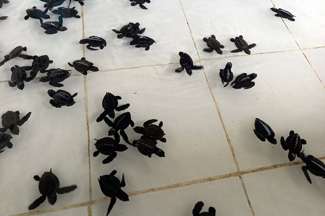 Bali Horse Riding and Turtle Release at Saba Beach - Is $64 a fair price?
