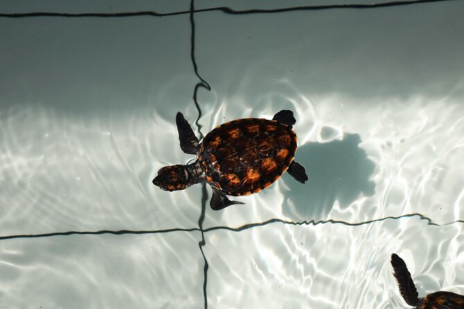 Bali Horse Riding and Turtle Release at Saba Beach - Horseback riding along Saba Beach