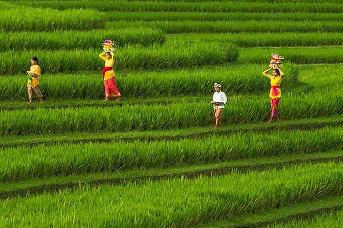 Bali Iconic Tour with Buffet Lunch and Attraction Tickets - Ubud Monkey Forest and its macaque population