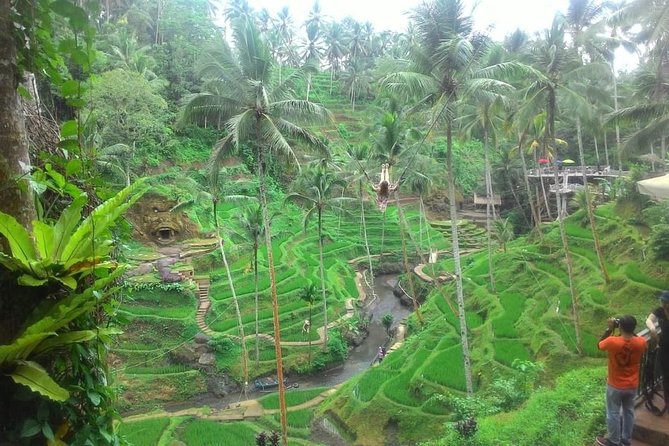 Bali in 1-Day : Rice Terrace, Volcano, Tanah lot - All Inclusive - Tegallalang Rice Terrace and the working countryside