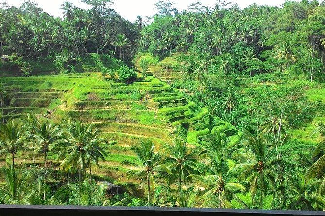 Bali in 1-Day : Rice Terrace, Volcano, Tanah lot - All Inclusive - Batuan Temple and the details of a Balinese compound
