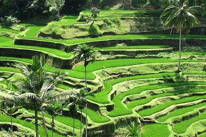 Bali Instagram Tour : The Most Popular Spots In Bali - Tegalalang Rice Terrace and the optional swing