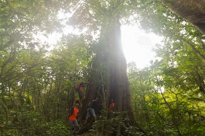 Bali Jungle Trekking and Lake Canoeing Tour - Walking Through the Forest Between the Lakes