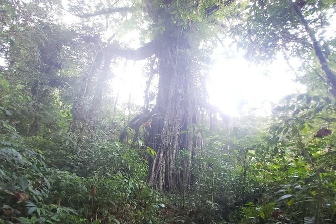 Bali Jungle Trekking and Lake Canoeing Tour - The Local Lunch That May Become a Highlight