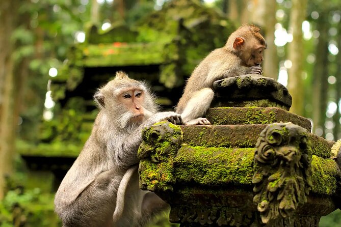 Bali Private Car Charter & Customize Tour With Driver English Speaking-Free WiFi - Monkey Forest and the need for care