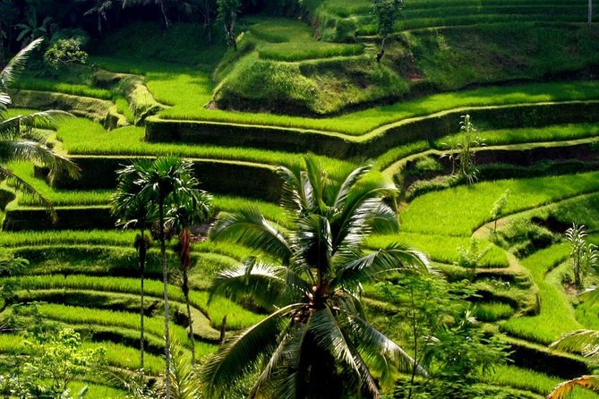 Bali Private Car Charter With English Speaking Driver - What the $33 price really gets you