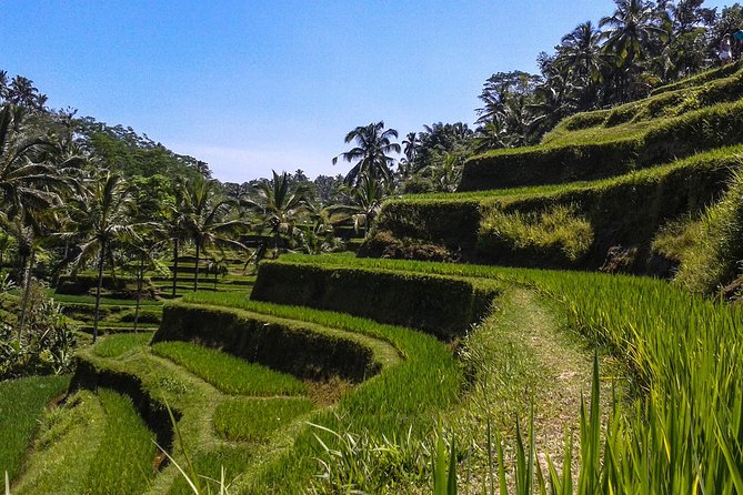 Bali Private Car Charter with English Speaking Driver - Meeting Your Driver in Kuta