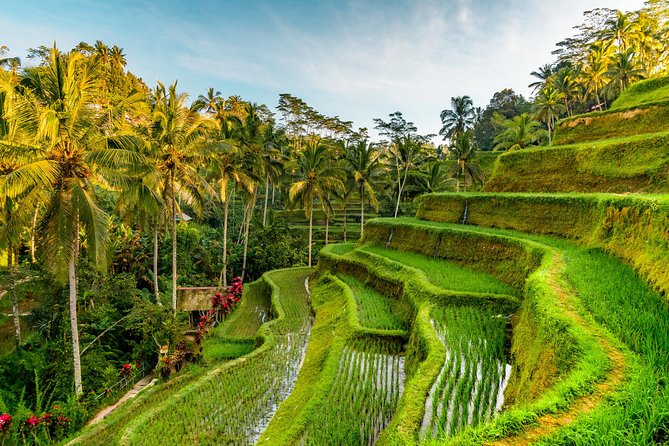 Bali Private Car Hire with Driver - Swings and photo stops