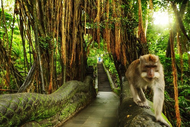 Bali Private inclusive tour: Best of Ubud in a Day - Monkey Forest, with more than 600 long-tailed monkeys