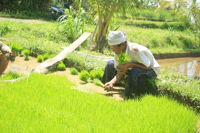 Bali Quad and Buggy Discovery Tour, Including Round-Trip Transfer - Who should book this Bali adventure?