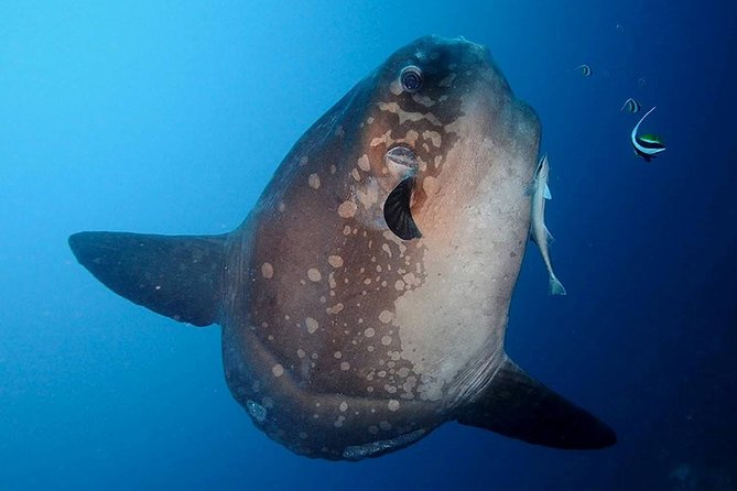 Bali Scuba Diving at Nusa Penida Manta Point For Certified Diver - Why Nusa Penida makes this more than a standard boat trip