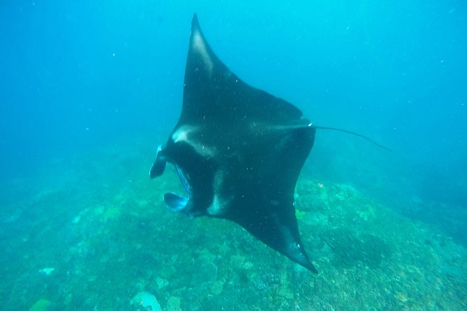 Bali Scuba Diving at Nusa Penida Manta Point For Certified Diver - Manta Point: the main reason to go