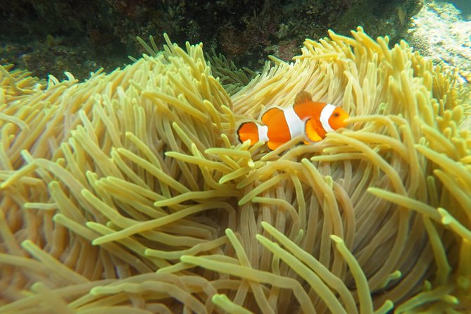 Bali Scuba Diving at Padang Bai for Certified Diver - What the $98.34 Price Really Covers