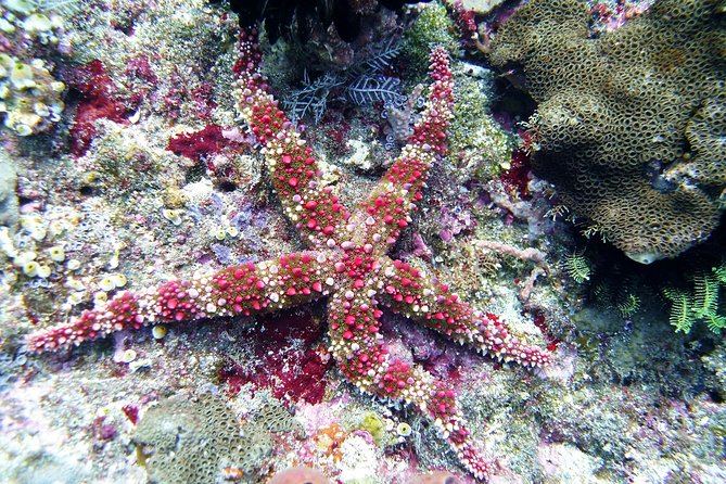 Bali Scuba Diving trip at Tulamben for Certified Diver - Beachside lunch and a real break at noon