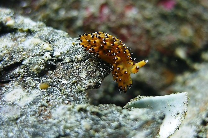 Bali Scuba Diving trip at Tulamben for Certified Diver - The second session at about 1:00 p.m.