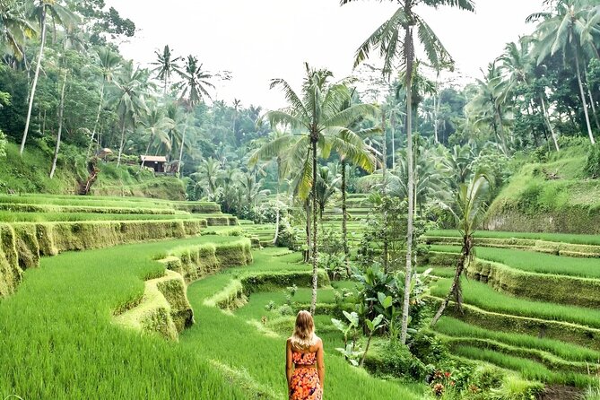Bali Shore Excursions : Best of Bali Tour - Ubud Monkey Forest and the cultural side of the day