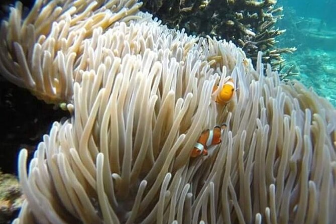 Bali Snorkeling Blue Lagoon with lunch &Optional waterfall Visit - A Full Day From Seminyak To Padang Bai