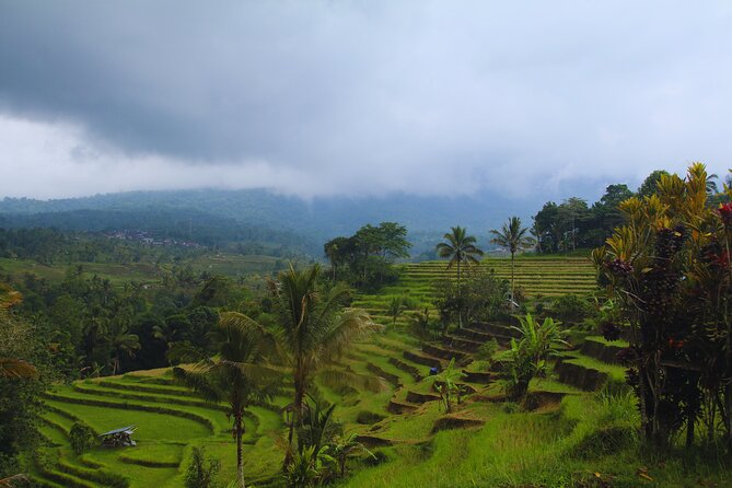 Bali Spiritual: Blessing Ceremony, Pristine Nature and Transfer - Rice planting and the Balikaru farm