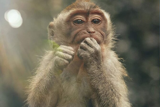 Bali Swing, Monkey Forest and Waterfall Private Tour - Sacred Monkey Forest: temples among 700 macaques