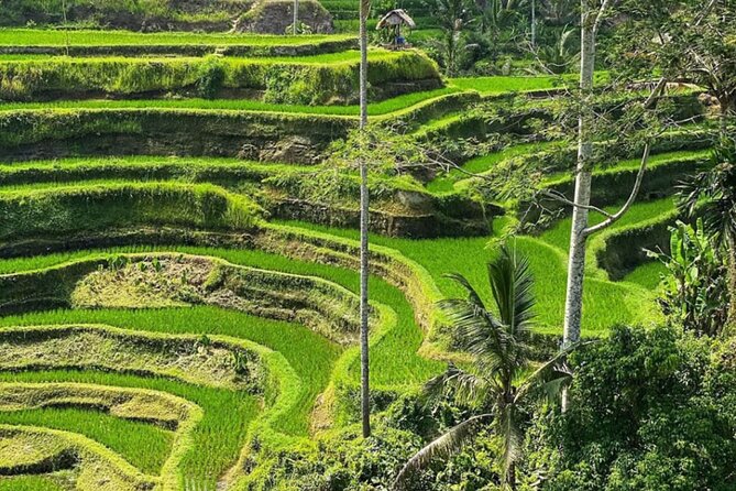 Bali Swing, Monkey Forest and Waterfall Private Tour - Tegalalang Rice Terrace: Bali’s working countryside