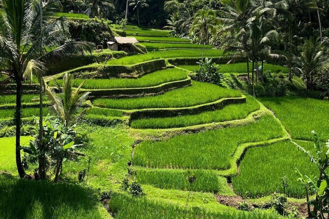 Bali Swing, Monkey Forest and Waterfall Private Tour - Tibumana Waterfall: the best place to cool off