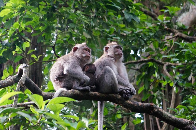 Bali Ubud & Kintamani Volcano Tour -All Inclusive - Kintamani and the view of Mount Batur