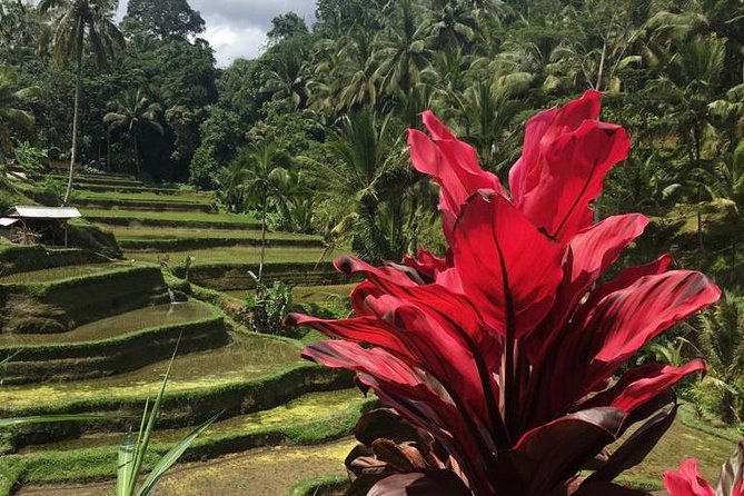 Balinese Life Style Tour - Tegalalang Rice Terrace follows the mountain