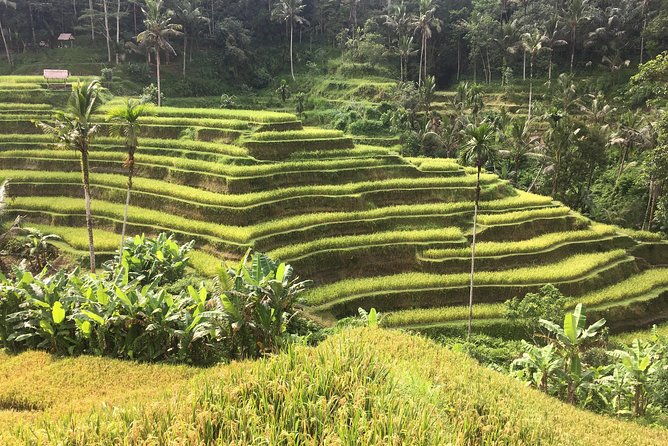 Balinese Life Style Tour - Why the private car matters in Bali