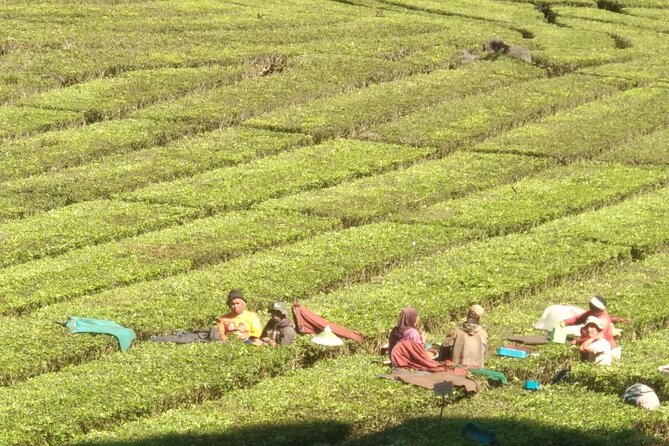 Bandung Volcano Sightseeing and Hot Spring Private Tour - Picking strawberries adds a simple local stop
