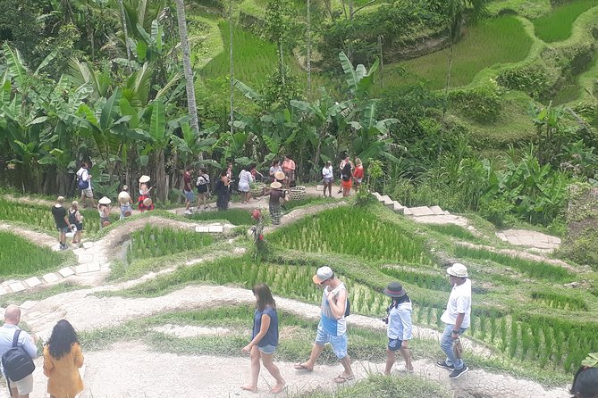 Batur Volcano Sunrise Trekking, Rice Teracce & Bali Coffee Plantation Tour - Why Mount Batur makes a strong first stop