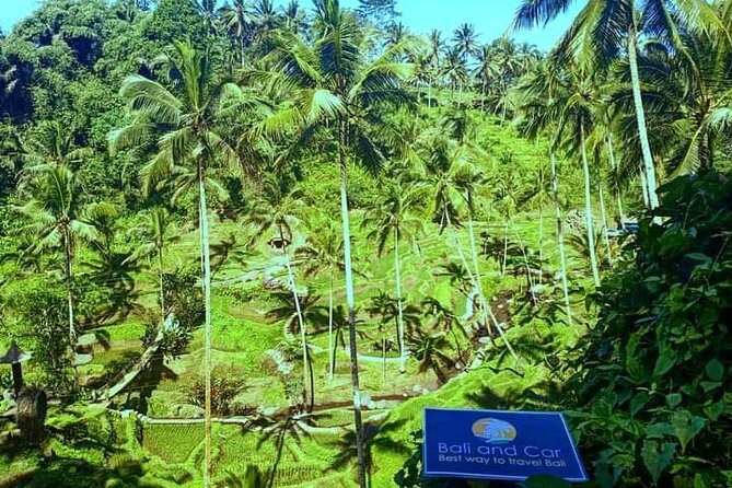 Best bali transport service - custom your own itinerary - The driver experience and what the reviews reveal