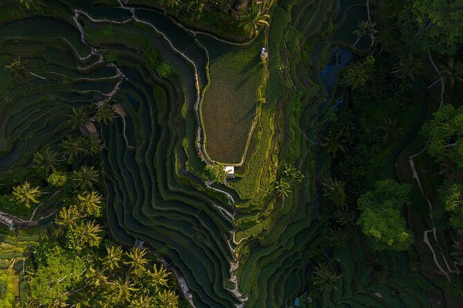 Best Day Tour - #1 Ubud Top Attraction - Key points to know before booking