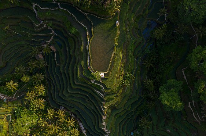 Best Day Tour - #1 Ubud Top Attraction - The driver can make or break the schedule