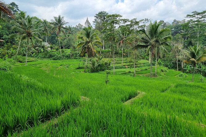 Best Lombok Rice Terrace Walking Tour With Waterfall & Monkey - Benang Stokel and Benang Kelambu Waterfall