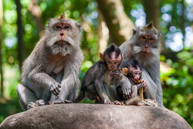 Best of Ubud 1-Day Private Tour - Ubud Art Market and Palace, your independent town time