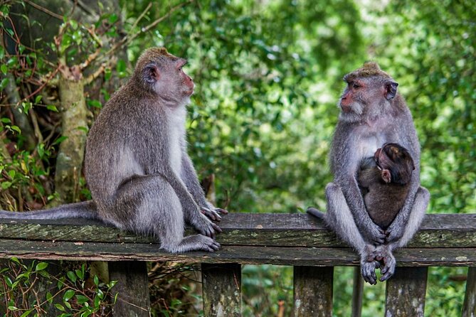 Best Of Ubud Private Day Tour With Local Guide - Why this private Ubud route works for first-time visitors