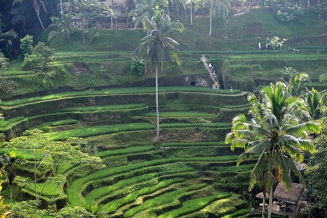 Best Of Ubud Private Day Tour With Local Guide - Tegalalang Rice Terrace and the cost of a short visit