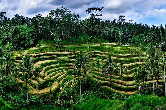 Best Of Ubud Private Day Tour With Local Guide - Sacred Monkey Forest Sanctuary, one full hour among the trees
