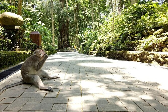Best of Ubud Private Tour with Jungle Swing Experience - Tegalalang Rice Terrace shows Bali’s working countryside