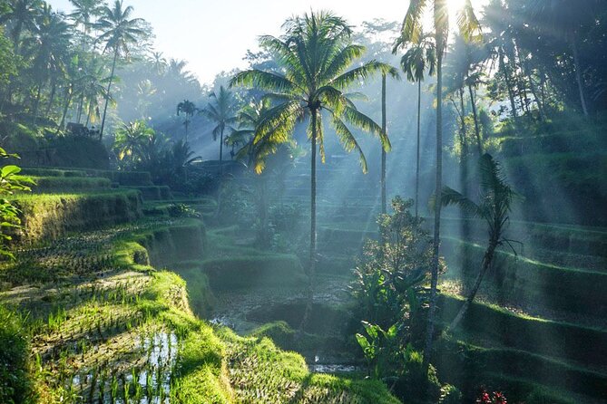 Best of Ubud: Rice Terrace, Temple and Waterfall Private Tour - Key Points Before You Book