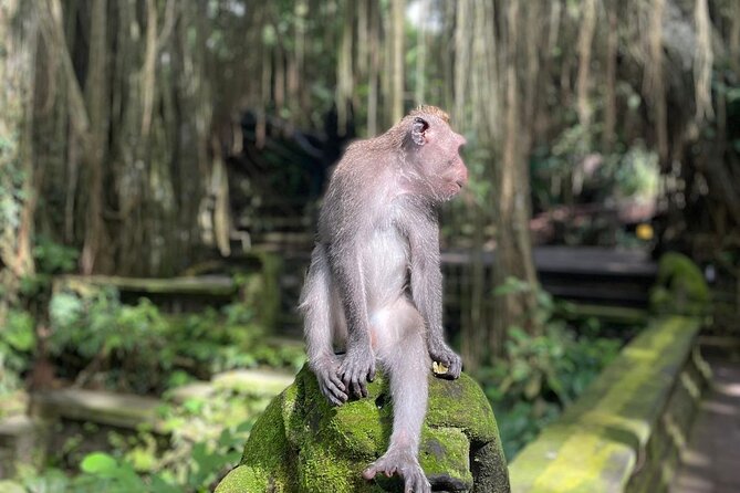 Best of Ubud Sightseeing Private All Inclusive Tour - Tegalalang Rice Terrace and the Subak system