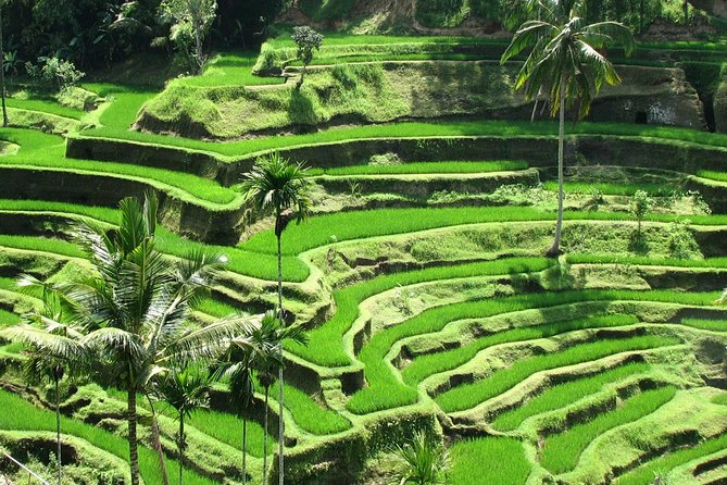 Best Of Ubud Tours - Key points to know before booking