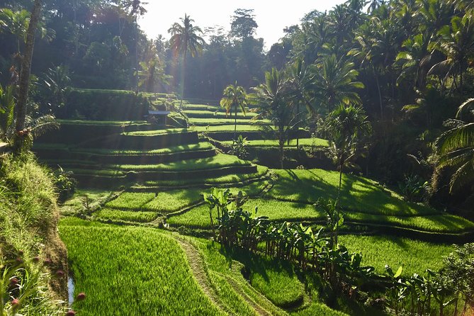 Best of Ubud Waterfalls, Tegalalang Rice Terrace and Swing Tour - What the $29 price really includes