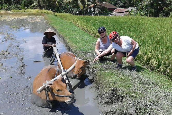 Bike ride in the rice fields, Bali countryside - Lunch above rice fields and a river