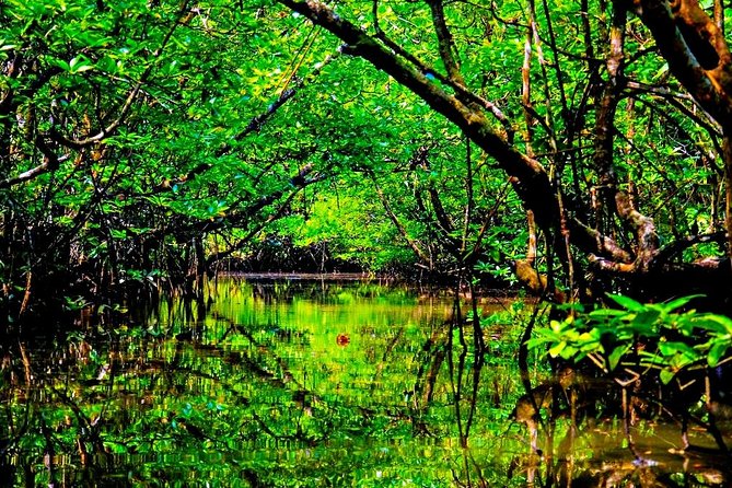 Bintan Mangrove Discovery Tour - Is $28.25 a fair price?
