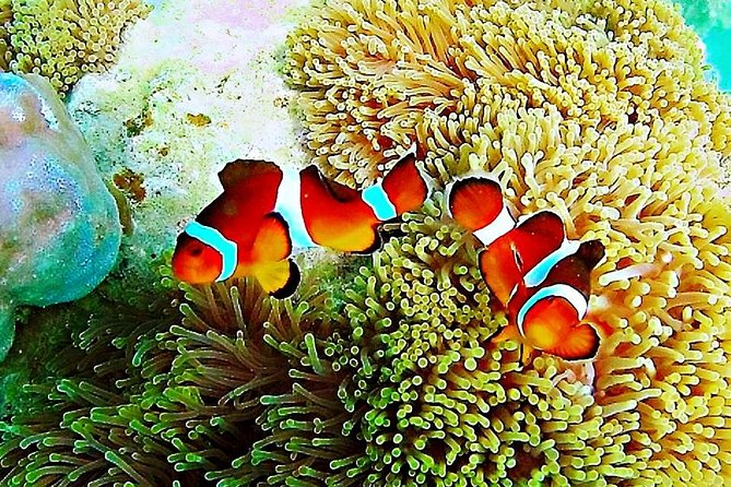 Bintan Snorkeling Tour - Key points at a glance