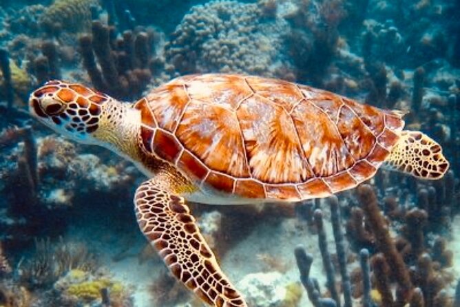 Blue Lagoon Snorkeling - Lunch - Kantolampo - Tibumana Waterfall - Your driver can shape the whole outing