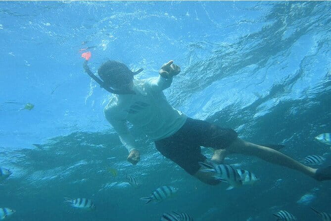 Blue Lagoon Snorkeling with Lunch and Private Transport - What you can see at Blue Lagoon