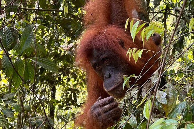 Bukit lawang 2 Day 1 Night with camping - Key points to know before booking
